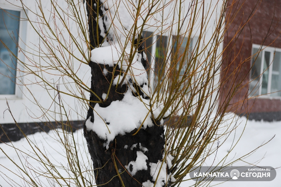 Апрельский снег. Фото: Виктор Гуменюк / информационное агентство "Камчатка". Фотография 27