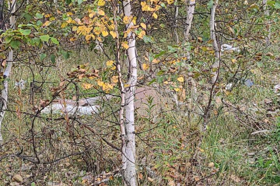  В лесополосе Елизовского района неизвестные устроили свалку. Фото: Экология Камчатка. Фотография 2