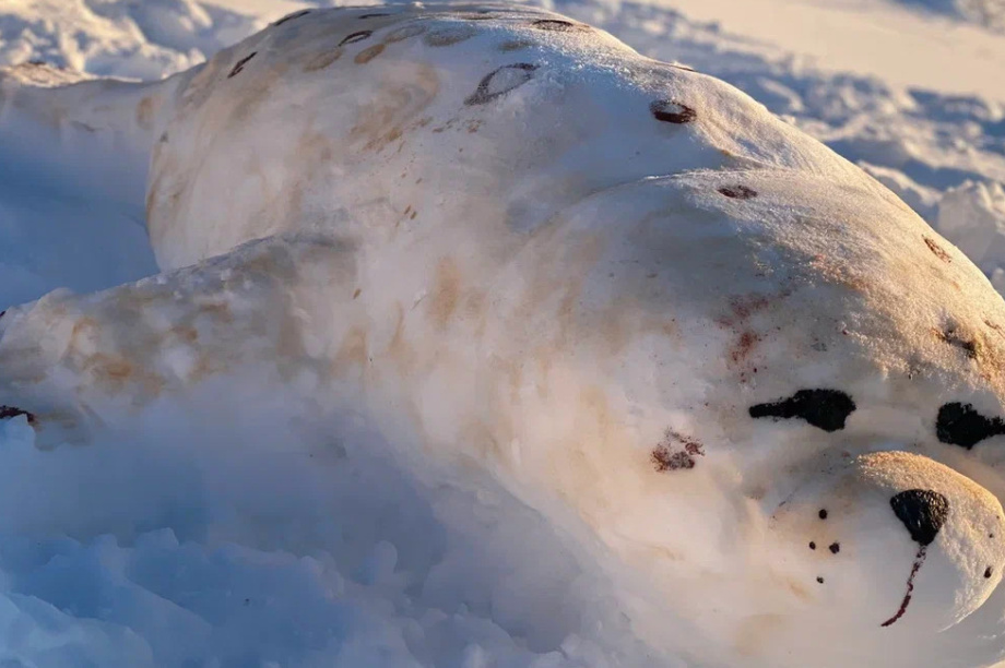 Жители Камчатки создали снежные скульптуры обитателей  местных заповедников. Фото: пресс-служба Кроноцкого заповедника. Фотография 19