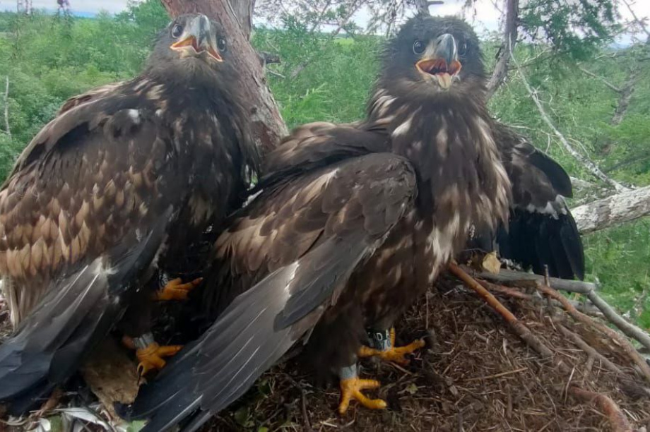 На Камчатке стартовал сезон кольцевания пернатых. Фото: М. Бабушкин, А. Шаров. Фотография 2