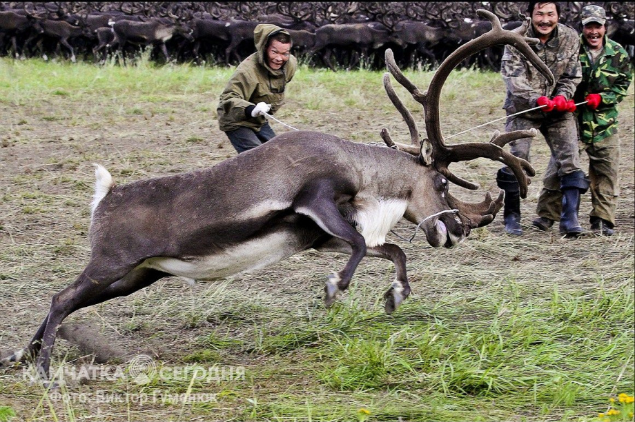 День рождения села Анавгай на Камчатке. Фотоподборка. Фото: архив/Виктор Гуменюк. Фотография 112