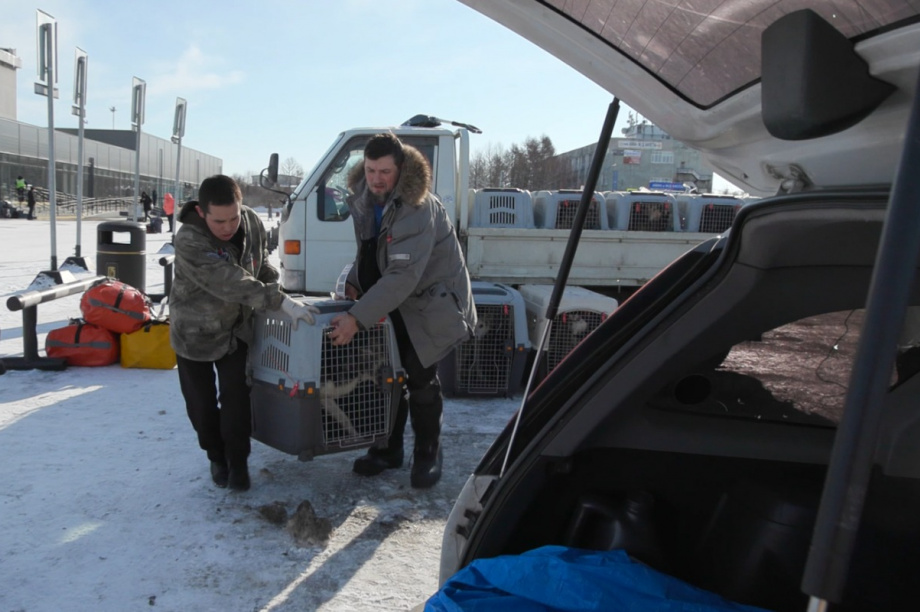 Первый каюр, о доставке собак которого на Камчатку договорилась Ирина Яровая, прибыл для участия в «Берингии». . Фотография 2