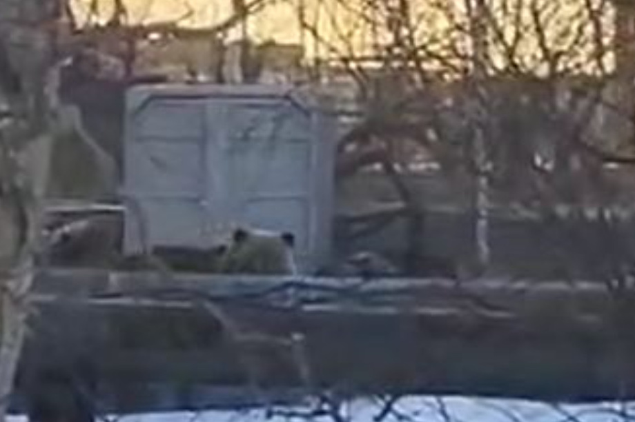 Внимание! Возле детского сада в Петропавловске бродит медведь (обновлено). Фото из соцсетей