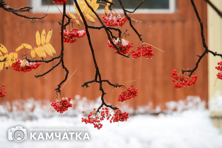 Камчатские лесники провели открытый урок для школьников . Фото: ИА «Камчатка»