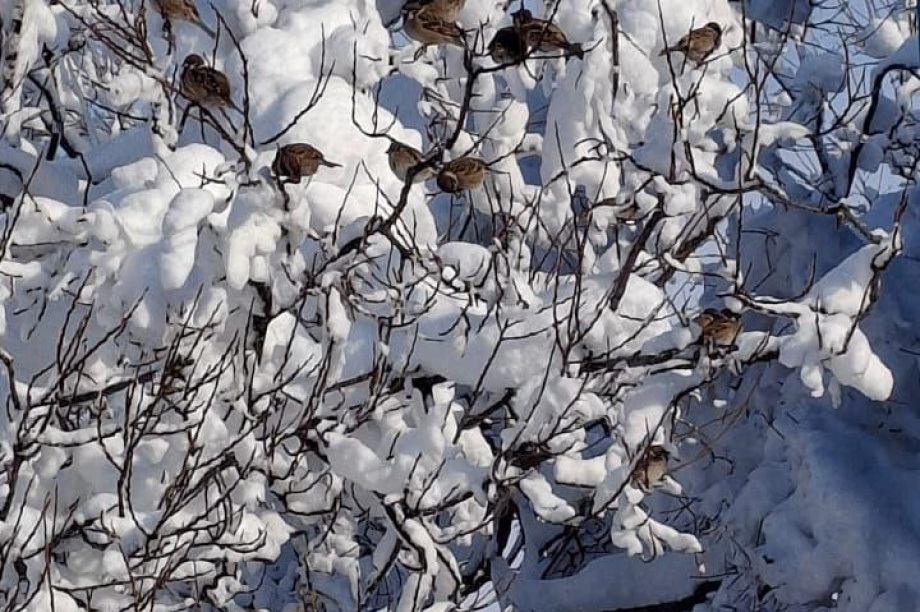 В Кроноцком заповеднике открыли сезон снежных скульптур. Фото: Полина Пименова, Лиана Варавская, Наталия Акбирова, Константин Лепский, Елена Субботина, Евгений Денгес, Екатерина Костенко.. Фотография 7