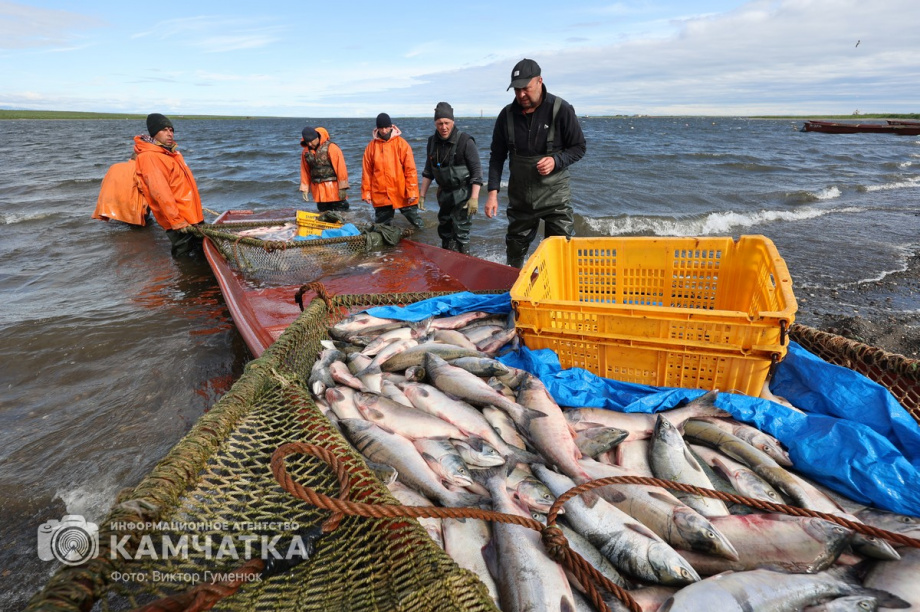 Родовая община КМНС Камчатки подала многомиллионный иск на Корфский рыбокомбинат — арбитражный суд. Фото: ИА «Камчатка» \ Виктор Гуменюк (архив)