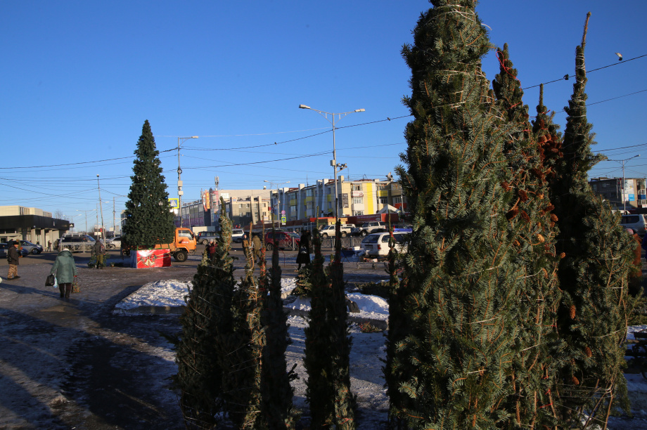  Почти 3 тысячи новогодних елок заготовят на Камчатке. Фото: ИА «Камчатка»