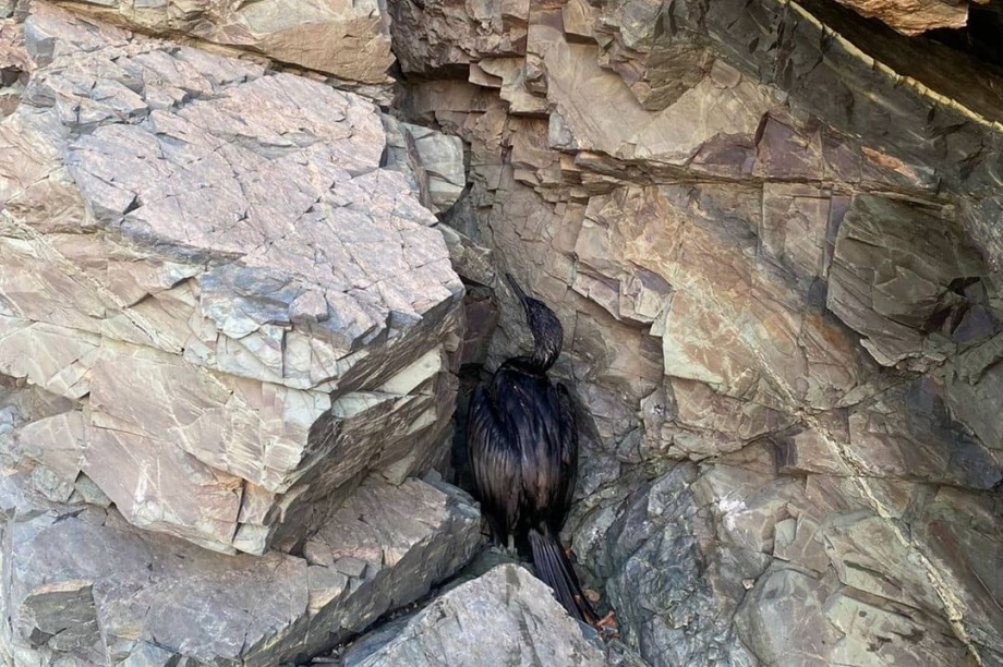 Госинспекторы ищут птицу в мазуте на берегу Авачинской бухты. Фото: социальные сети