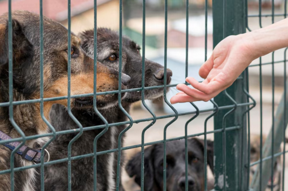 Проверка бездомных собак на «миролюбивость» должна быть серьезной — губернатор Камчатки. Изображение от Freepik