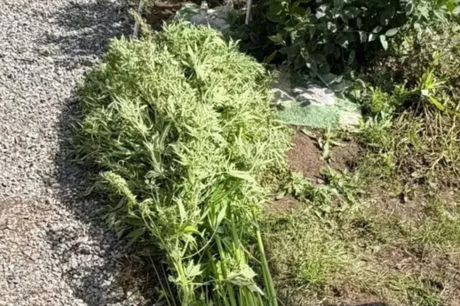На Камчатке у женщины на дачном участке изъяли 41 куст конопли. Фото: пресс-служба УМВД России по Камчатскому краю. Фотография 2