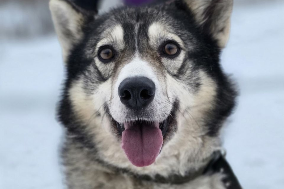 Камчатский приют просит помощи в ремонте протекающей крыши и покупке дров. Фото: приют "Под крылом Кутха". Фотография 2