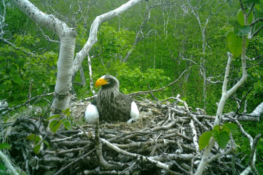 В поисках орланов. Телеграм-канал «Территория науки». Фотография 4