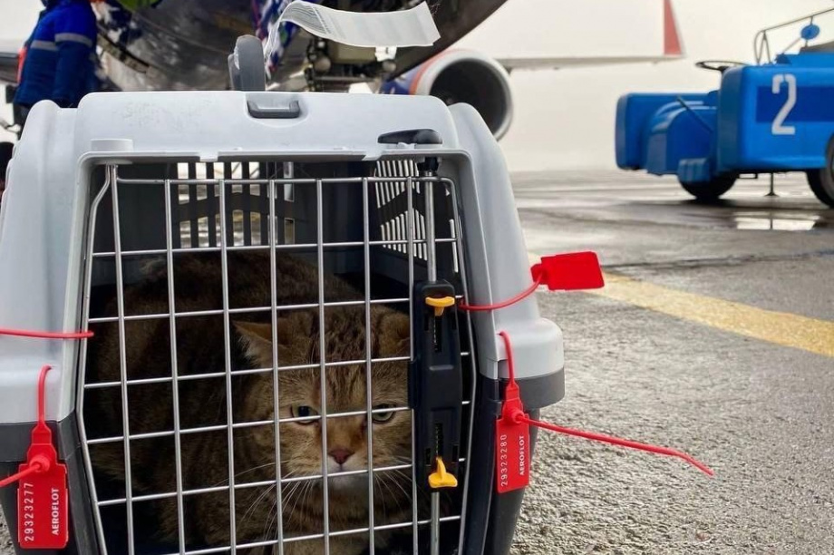 Жители Камчатки смогут бесплатно перевозить животных из приюта. Фото: канал аэропорта "Петропавловск-Камчатский"