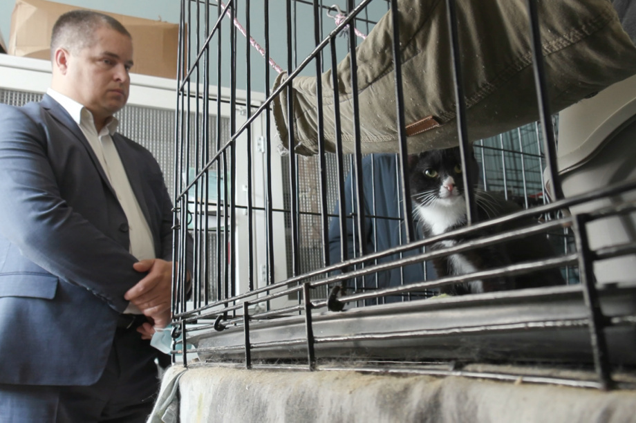 Власти Камчатки помогут частному приюту найти большое помещение для кошек. Фото: информационное агентство "Камчатка". Фотография 2