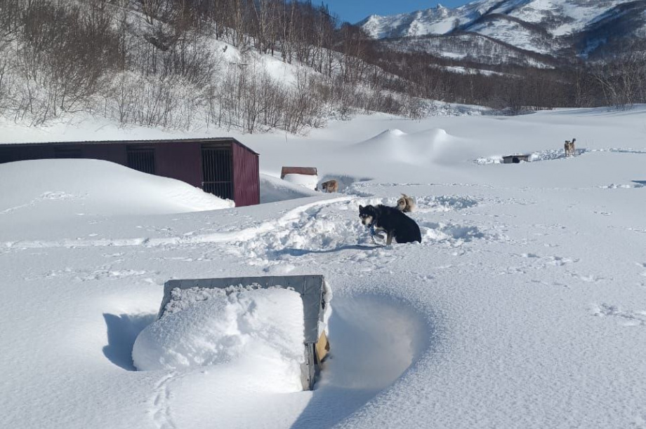 Приют для бездомных собак на Камчатке просит помощи. . Фотография 6