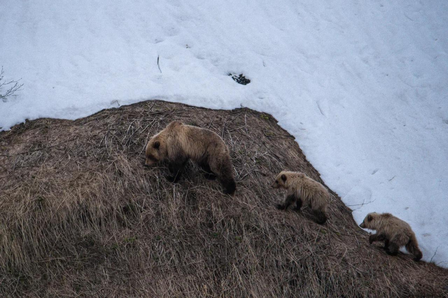 Первые медведи замечены в Паужетском поселении на Камчатке. https://t.me/VallyFromTundra. Фотография 2