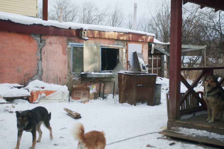 Агентство по ветеринарии подключилось к решению проблем в частном елизовском приюте. Фото: kamgov.ru. Фотография 1