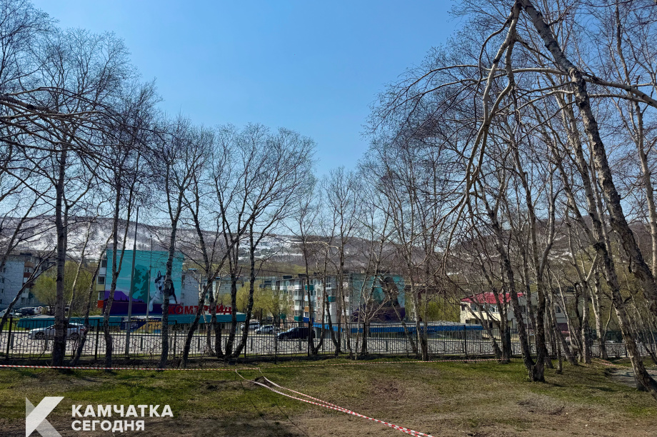 Аварийные деревья в парке Петропавловска-Камчатского заменят на здоровые саженцы. ИА Камчатка. Фотография 3