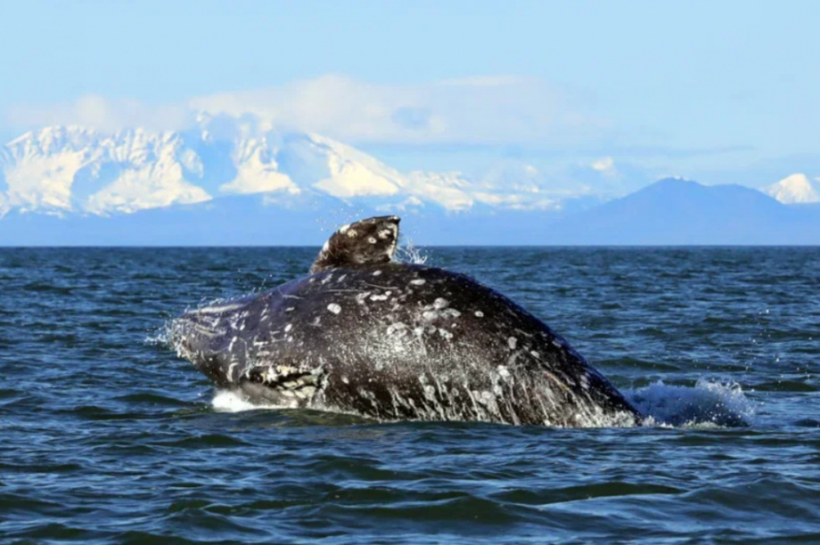 Киты и каланы продолжают наслаждаться жизнью в Кроноцком заливе. Фото: ФГБУ «Кроноцкий государственный заповедник» / Е. Волкова / Д. Балакирев. Фотография 1