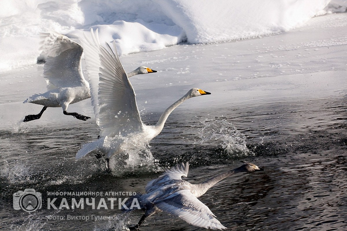 Лебеди на Камчатке. Фотоподборка. фото: Виктор Гуменюк. Фотография 8