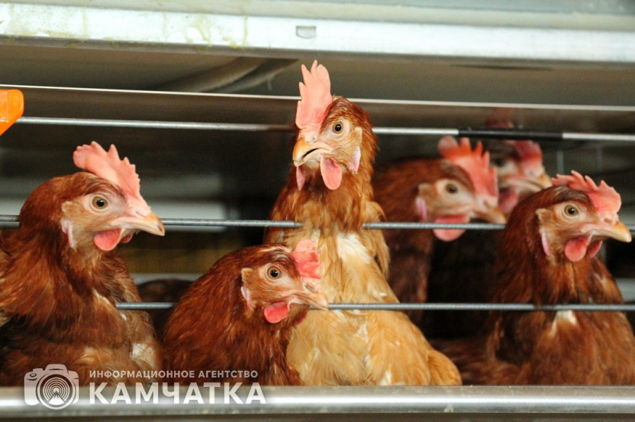 Владельцы местных хозяйств на Камчатке получают компенсацию за изъятых птиц. фото: ИА "Камчатка"/архив