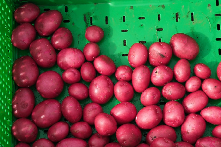 Презентацию 13 новых для Камчатки сортов картофеля провели в Елизовском районе. Фото: Виктор Гуменюк, kamgov.ru. Фотография 1