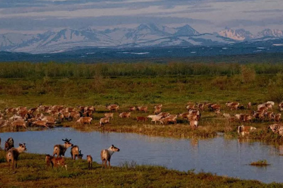  История и современность праздника оленеводов на Камчатке. Фото: тг. Камчатский север/Ася Ускова. Фотография 2