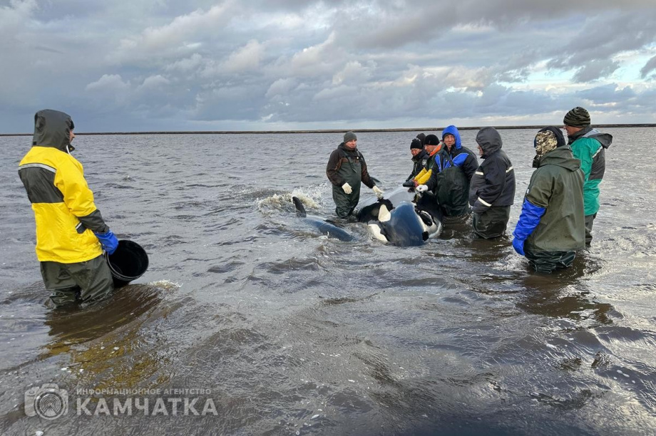 Сегодня на Камчатке продолжится операция по спасению косаток у села Устьевого. Фото: Витязь-Авто. Фотография 7