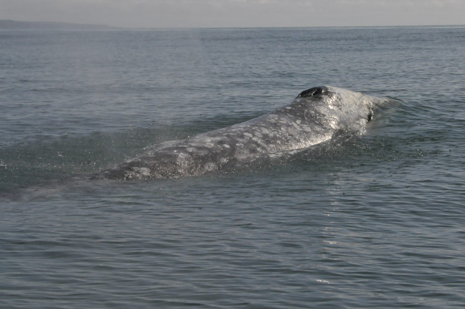 В разных частях Тихого океана серые киты питаются по-разному, хотя относятся к одному виду: учёные Кроноцкого заповедника. Фото: ИПЭЭ РАН им. А.Н. Северцова. Фотография 3