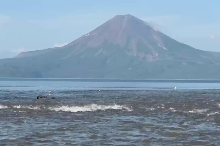В Кроноцком заповеднике на Камчатке начался главный нерест года. Фото: скриншот с видео государственного инспектора Кроноцкого заповедника Лианы Варавской