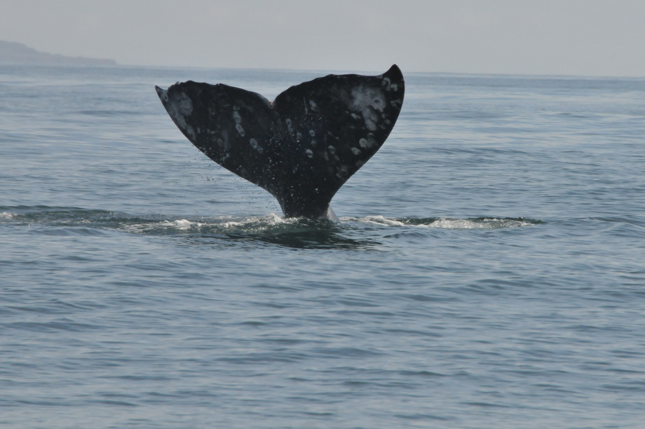 В разных частях Тихого океана серые киты питаются по-разному, хотя относятся к одному виду: учёные Кроноцкого заповедника. Фото: ИПЭЭ РАН им. А.Н. Северцова. Фотография 1