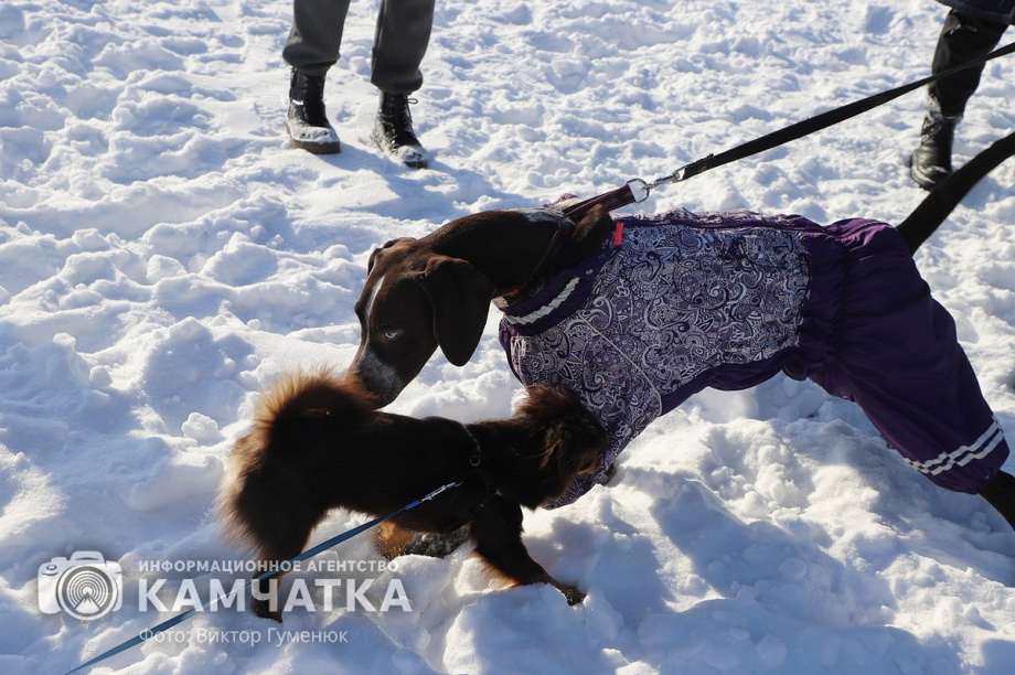 Гонка на собачьих упряжках «Хальч Тхсаном». Фоторепортаж  . Фото: Виктор Гуменюк. Фотография 78
