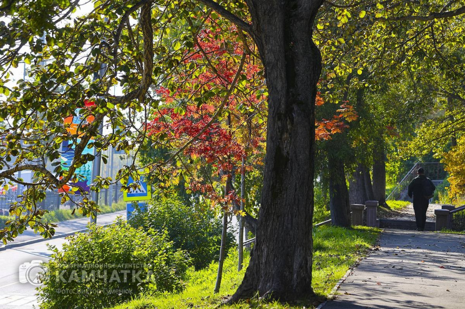 Оранжевая осень в Петропавловске. Фото: Виктор Гуменюк. Фотография 21