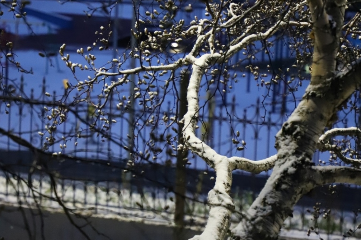 Октябрь в снегу. Фото. Фото: Виктор Гуменюк / информационное агентство "Камчатка". Фотография 12