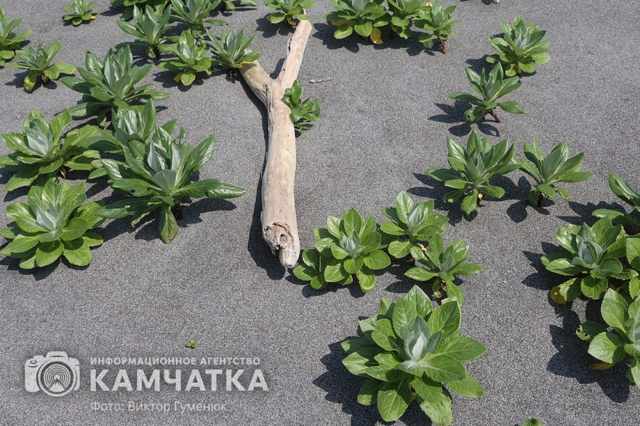 Заповедный берег юга Камчатки очистили от мусора. фото: Виктор Гуменюк. Фотография 18