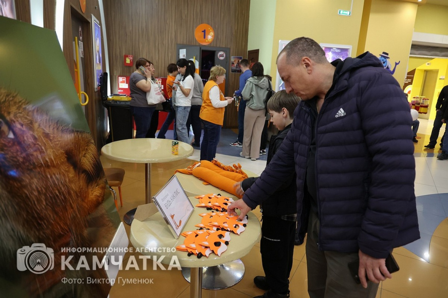 Камчатских лисиц показали в кино. Фото: Виктор Гуменюк. Фотография 4