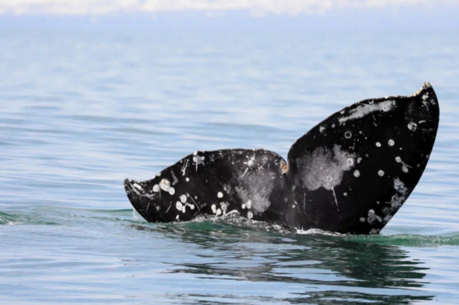 Киты и каланы продолжают наслаждаться жизнью в Кроноцком заливе. Фото: ФГБУ «Кроноцкий государственный заповедник» / Е. Волкова / Д. Балакирев. Фотография 6