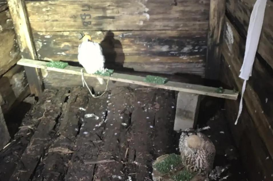 Браконьеры попались на контрабанде краснокнижных кречетов с Камчатки. Фото: СУ СК России по Камчатскому краю. Фотография 3