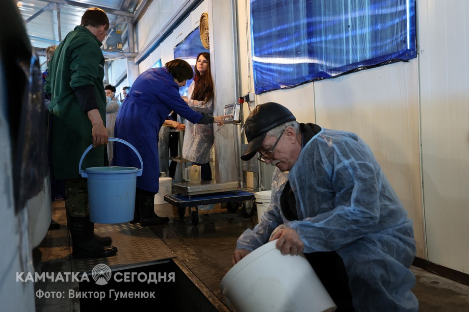Мальков чавычи выпустили в реку Ключевку на Камчатке. Фоторепортаж. фото: Виктор Гуменюк. Фотография 6