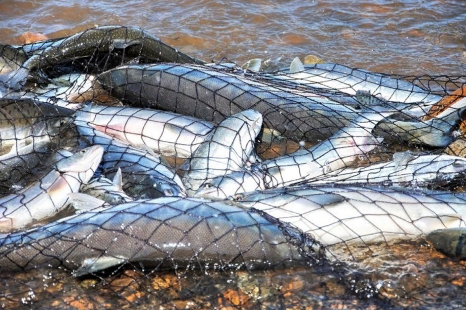  Камчатские пограничники задержали двух браконьеров с крупным уловом лосося. Фото: ПУ ФСБ России по восточному арктическому району