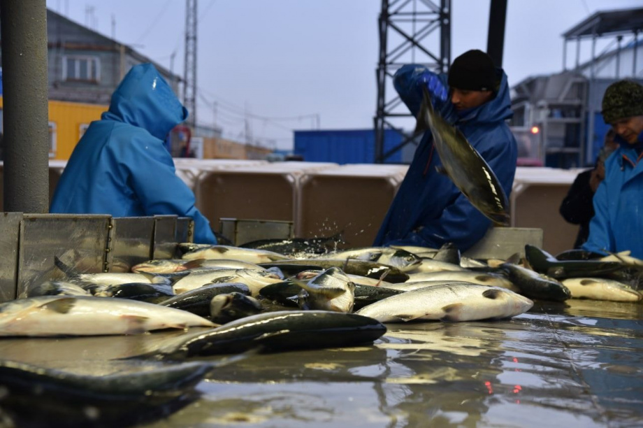 Определены дни, в которые запрещено ловить рыбу в Камчатском заливе. Фото: администрация Усть-Камчатского района