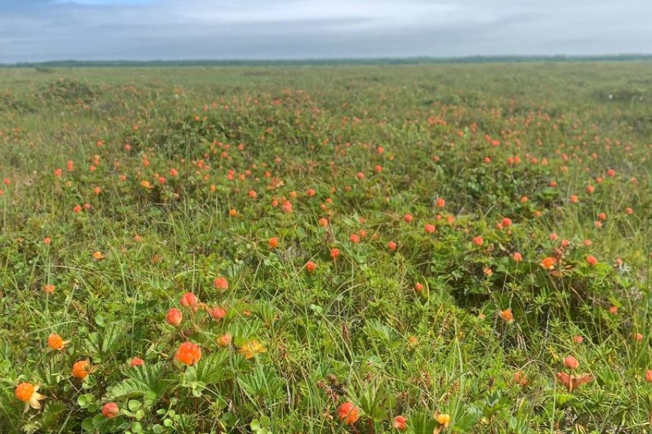 Сезон сбора морошки стартовал на Камчатке. https://t.me/kamchatskiysever