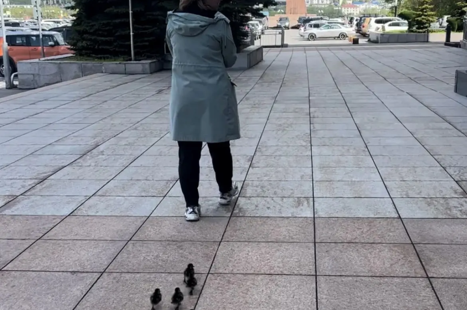 Утке с утятами помогли добраться до Култучного озера. Пресс-служба краевого суда.