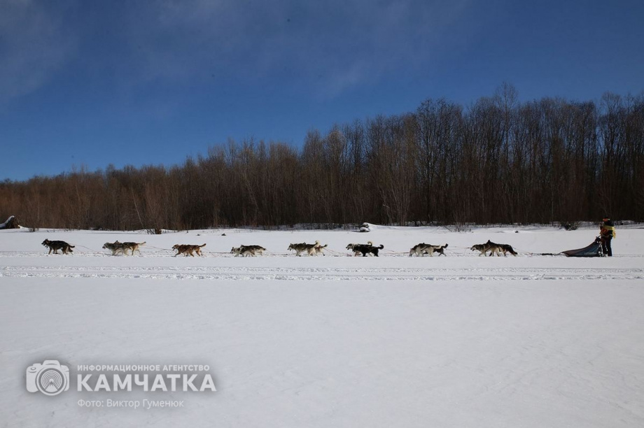 Камчатка и Чукотка проведут совместную гонку на собачьих упряжках. Фото: Виктор Гуменюк, архив ИА "Камчатка". Фотография 3