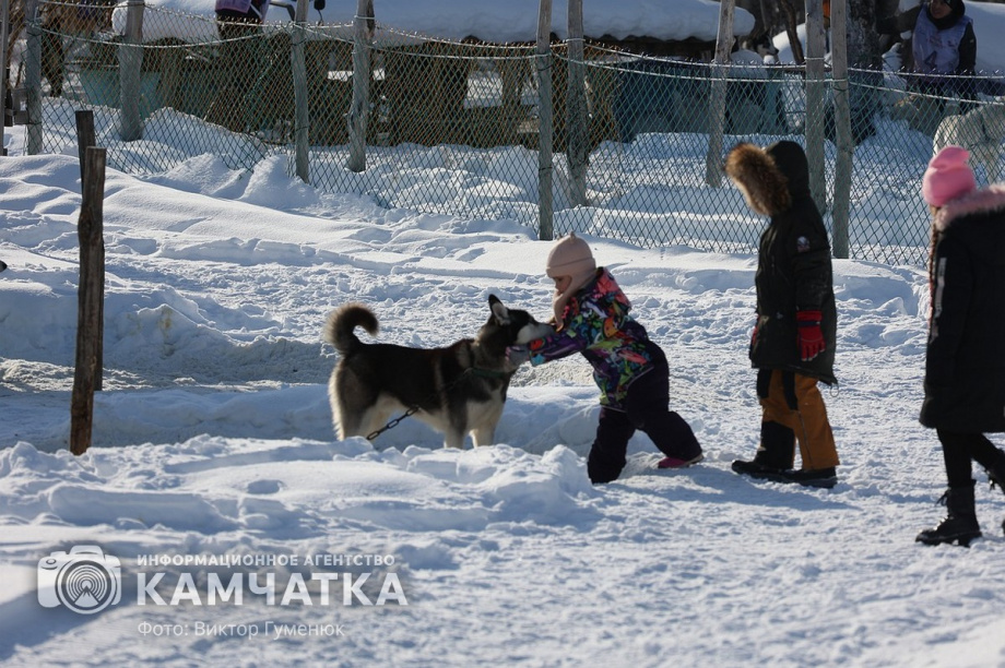 Гонка на собачьих упряжках «Хальч Тхсаном». Фоторепортаж  . Фото: Виктор Гуменюк. Фотография 7