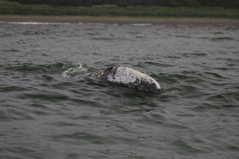 Ученые пересчитали серых китов у берегов Камчатки. Фото: Евгения Волкова . Фотография 1