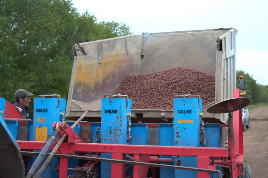В Камчатском крае сельхозпредприятия завершают посадку картошки. Фото: Виктор Гуменюк, kamgov.ru. Фотография 4