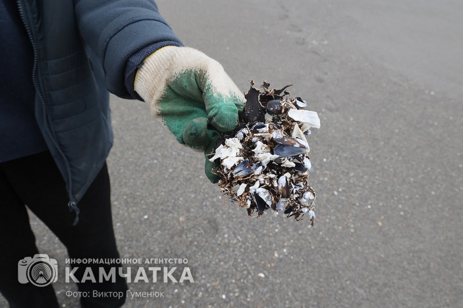 Заповедный берег юга Камчатки очистили от мусора. фото: Виктор Гуменюк. Фотография 26