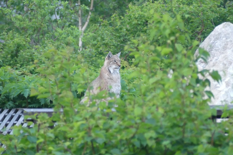 Сотрудников камчатского Кроноцкого заповедника навестила рысь. Фото: Валерия Короткова, Валерий Коханов. Фотография 3