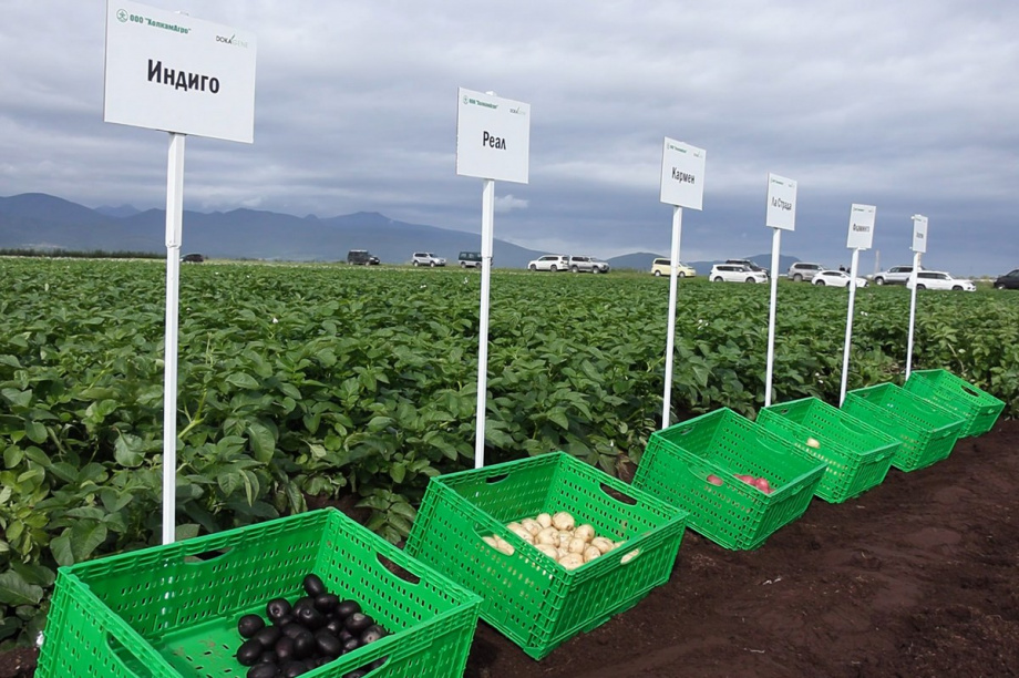 Презентацию 13 новых для Камчатки сортов картофеля провели в Елизовском районе. Фото: Виктор Гуменюк, kamgov.ru. Фотография 6